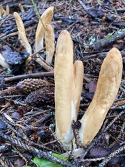 Trichoderma alutaceum