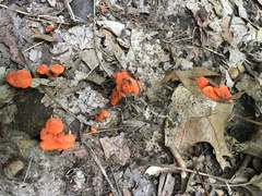 Cantharellus corallinus