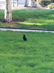 Corvus brachyrhynchos