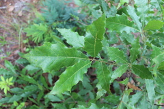 Quercus xalapensis