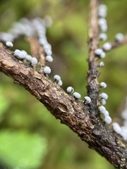 Didymium melanospermum