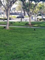 Corvus brachyrhynchos