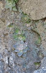Dudleya cymosa pumila