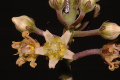 Cynanchum jaliscanum