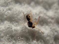 Synergini