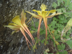 Aquilegia chrysantha x desertorum