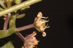 Cynanchum jaliscanum