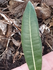 Brachychiton rupestris