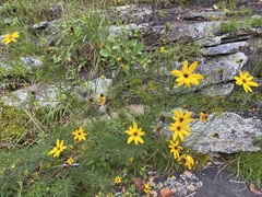 Coreopsis pulchra