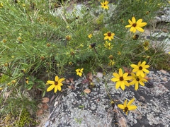 Coreopsis pulchra