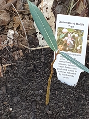 Brachychiton rupestris