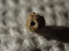 Synergini