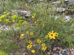 Coreopsis pulchra
