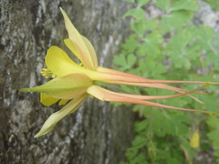 Aquilegia chrysantha x desertorum