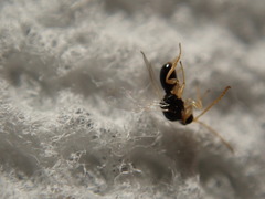 Synergini