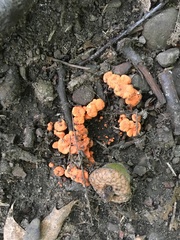 Cantharellus corallinus