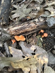 Cantharellus corallinus