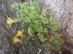 Aquilegia chrysantha x desertorum
