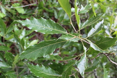 Quercus acutifolia