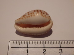 Notocypraea angustata
