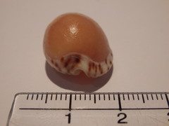 Notocypraea angustata