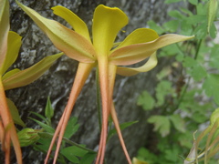 Aquilegia chrysantha x desertorum