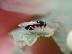 Synergini