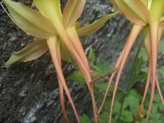 Aquilegia chrysantha x desertorum