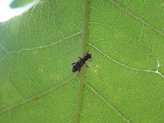 Phyllobaenus pallipennis