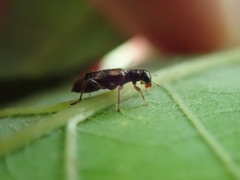Phyllobaenus pallipennis