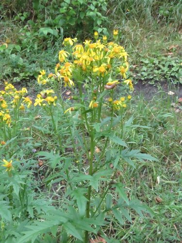 desert ragwort (Senecio eremophilus)