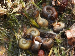 Planorbella subcrenata