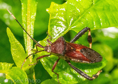 Petillocoris longipes