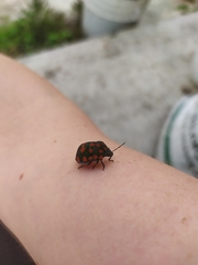 Pachycoris torridus