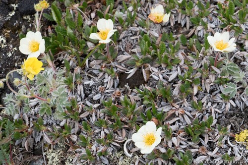 Dryas ajanensis