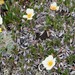 Dryas ajanensis - Photo (c) David McCorquodale, algunos derechos reservados (CC BY), subido por David McCorquodale