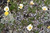 Ajan Mountain-Avens - Photo (c) David McCorquodale, some rights reserved (CC BY), uploaded by David McCorquodale
