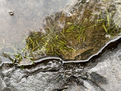 Sagittaria secundifolia