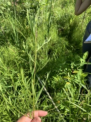 Solidago ptarmicoides