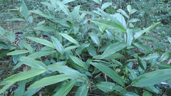 Alpinia caerulea