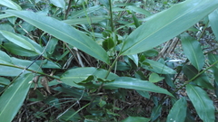 Alpinia caerulea