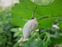 Spilarctia subcarnea