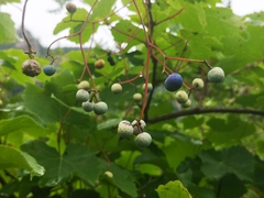 Ampelopsis humulifolia