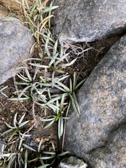Sagittaria secundifolia