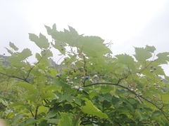 Ampelopsis humulifolia