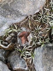 Sagittaria secundifolia