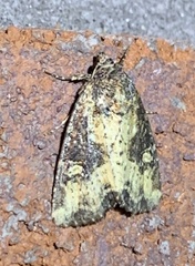 Mesapamea fractilinea