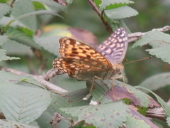 Argynnis