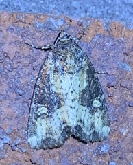 Mesapamea fractilinea