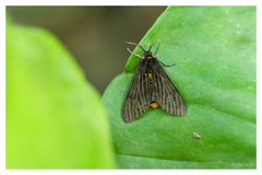 Amsactoides guangxica